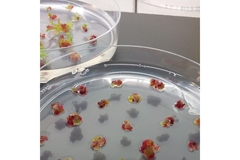 Image Cell cultivation of plants.